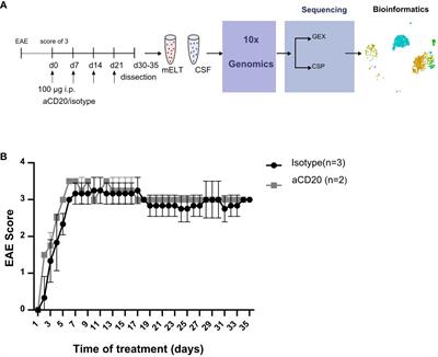 Single-cell profiling indicates a high similarity between immune cells in the cerebrospinal fluid and in meningeal ectopic lymphoid tissue in experimental autoimmune encephalomyelitis